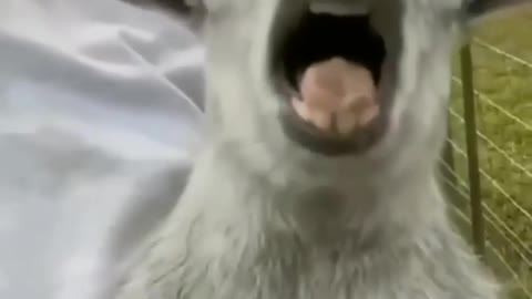Funny videos in2022