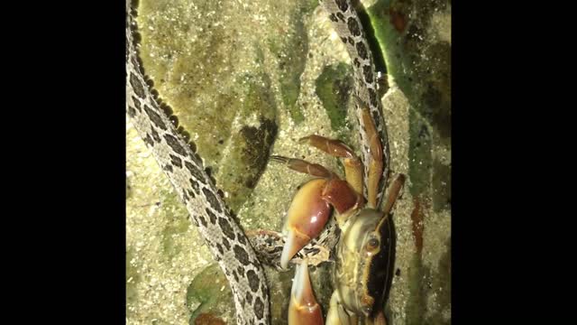 Adder vs Crab