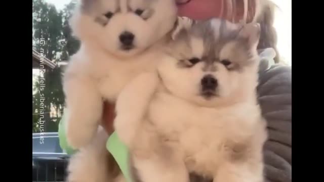 Husky Moments That Will Guarantee To Make You Smile