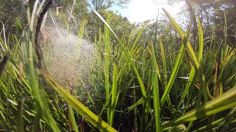 Spider Web