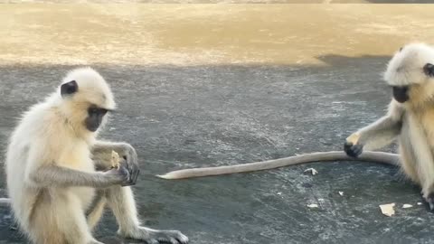 Monkey Video | Funny Monkey Video