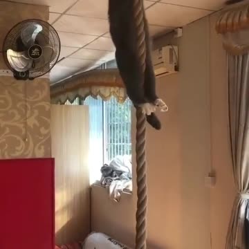 can your cat do this?