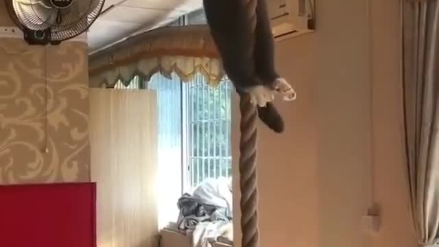 can your cat do this?