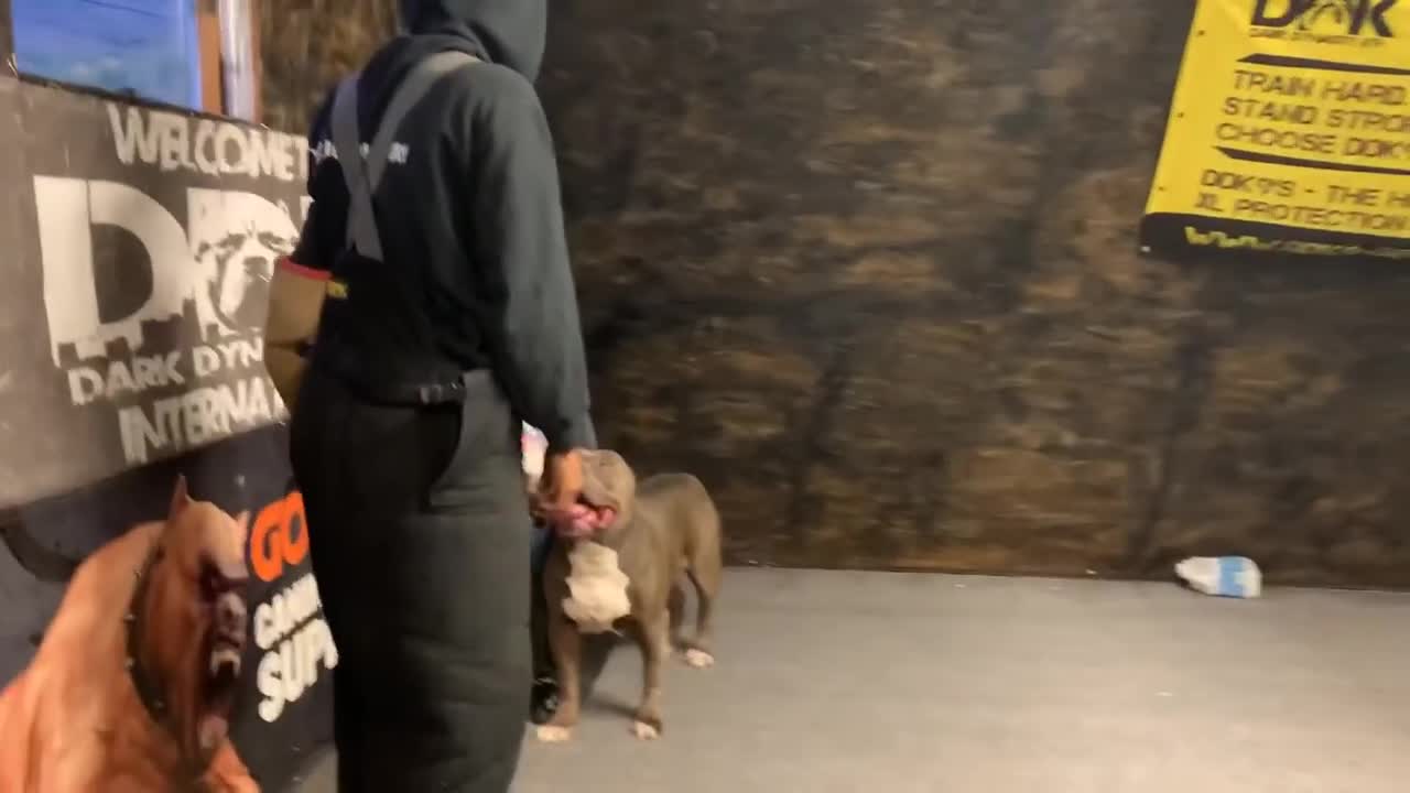 Giant Pitbull protects two young boys