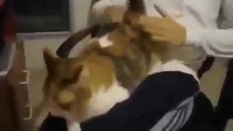 Cat playing with owner therapy