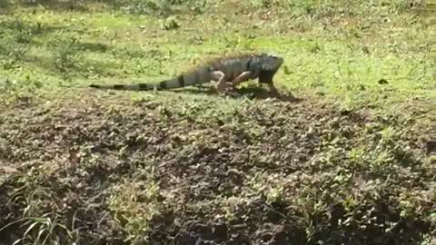 Iguana in Deering Estate, Miami