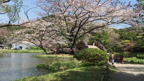 春の日本庭園