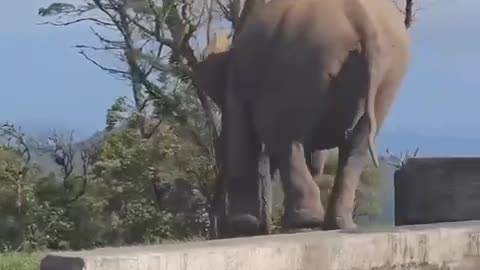 Elephant 🐘 Attack