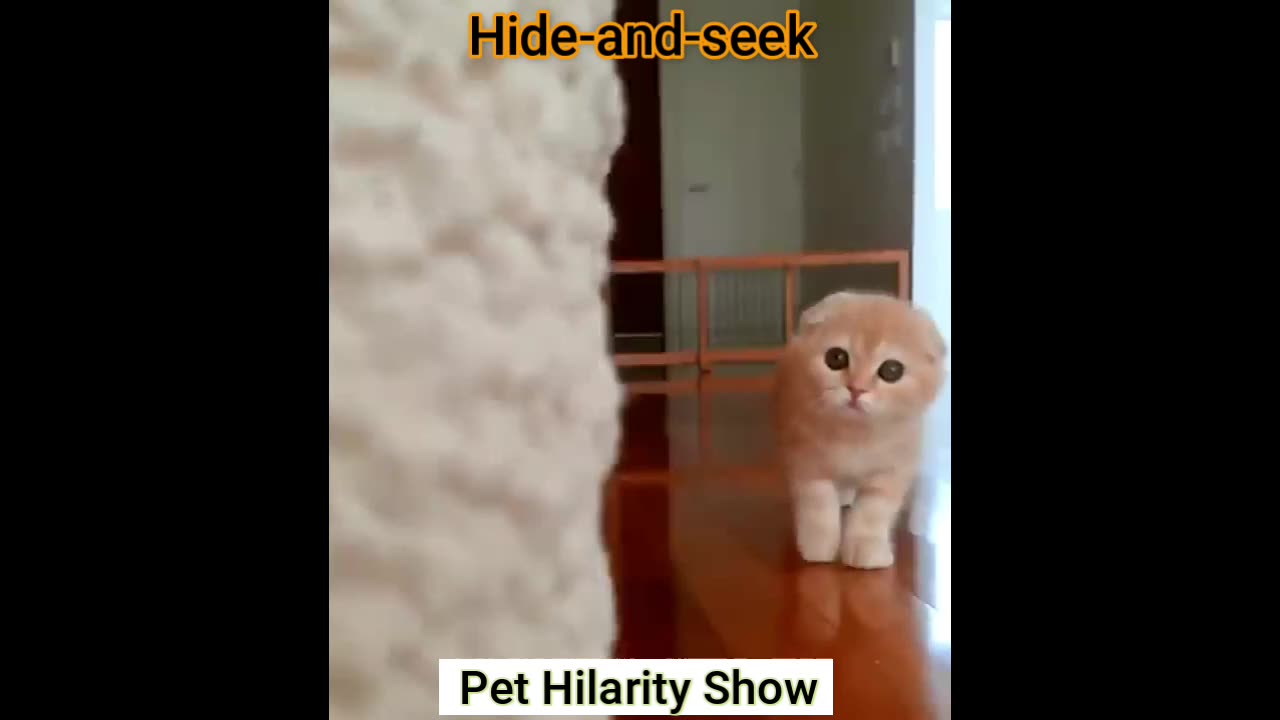 A small cute cat funny video // cat funny video #short #viral #funny