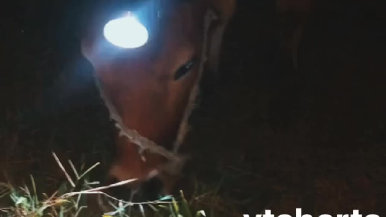 Raat Abhi Baki Hai , Baat Abhi Baki Hai.Watch Till End & Enjoy.