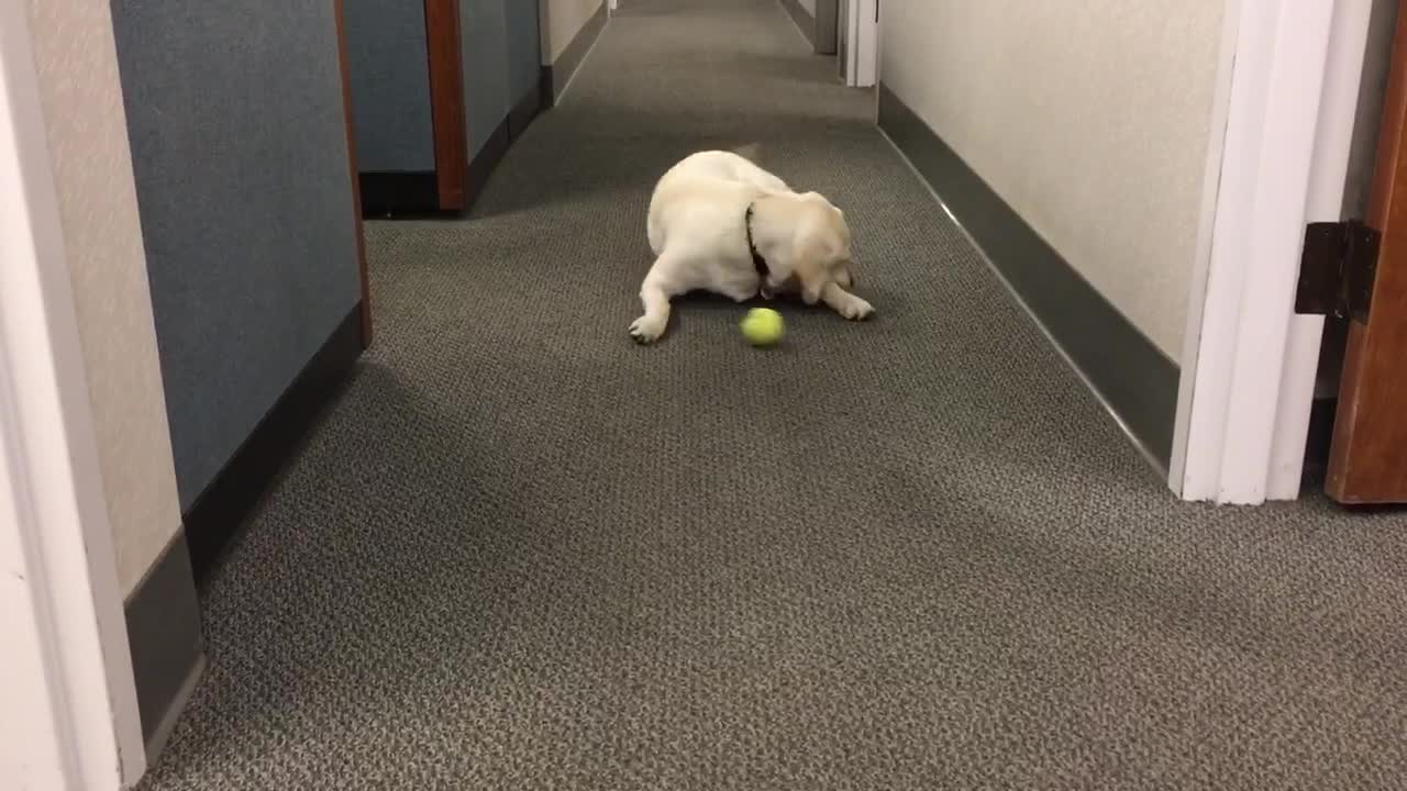 Confused Dog Won't Put Down Chew Toy To Pick Up Tennis Ball