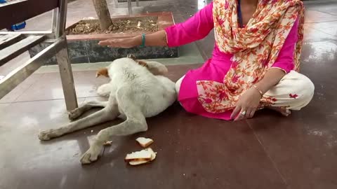 Petting A Dog At The Temple