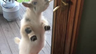 Goats Let Themselves in for a Snack