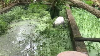 White Haired Dog Makes a Muddy Mess