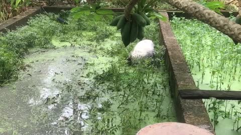 White Haired Dog Makes a Muddy Mess