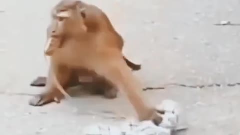 Funny Animal video in 2022