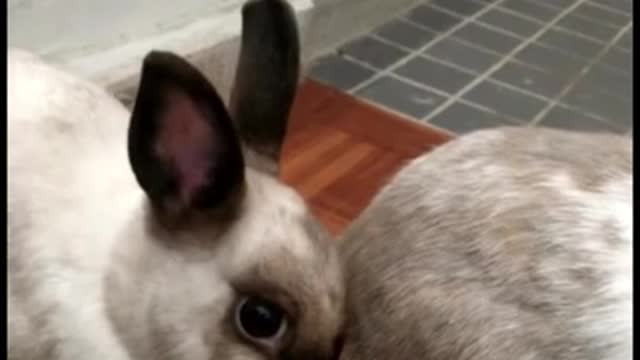 Our Bunnie's Hilarious Reaction To A Massive Fart - It was the Dog X-D #Shorts