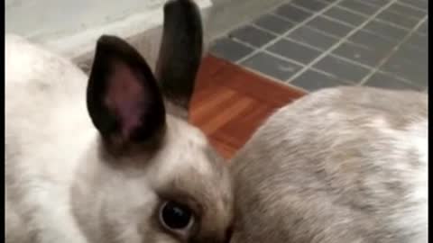 Our Bunnie's Hilarious Reaction To A Massive Fart - It was the Dog X-D #Shorts