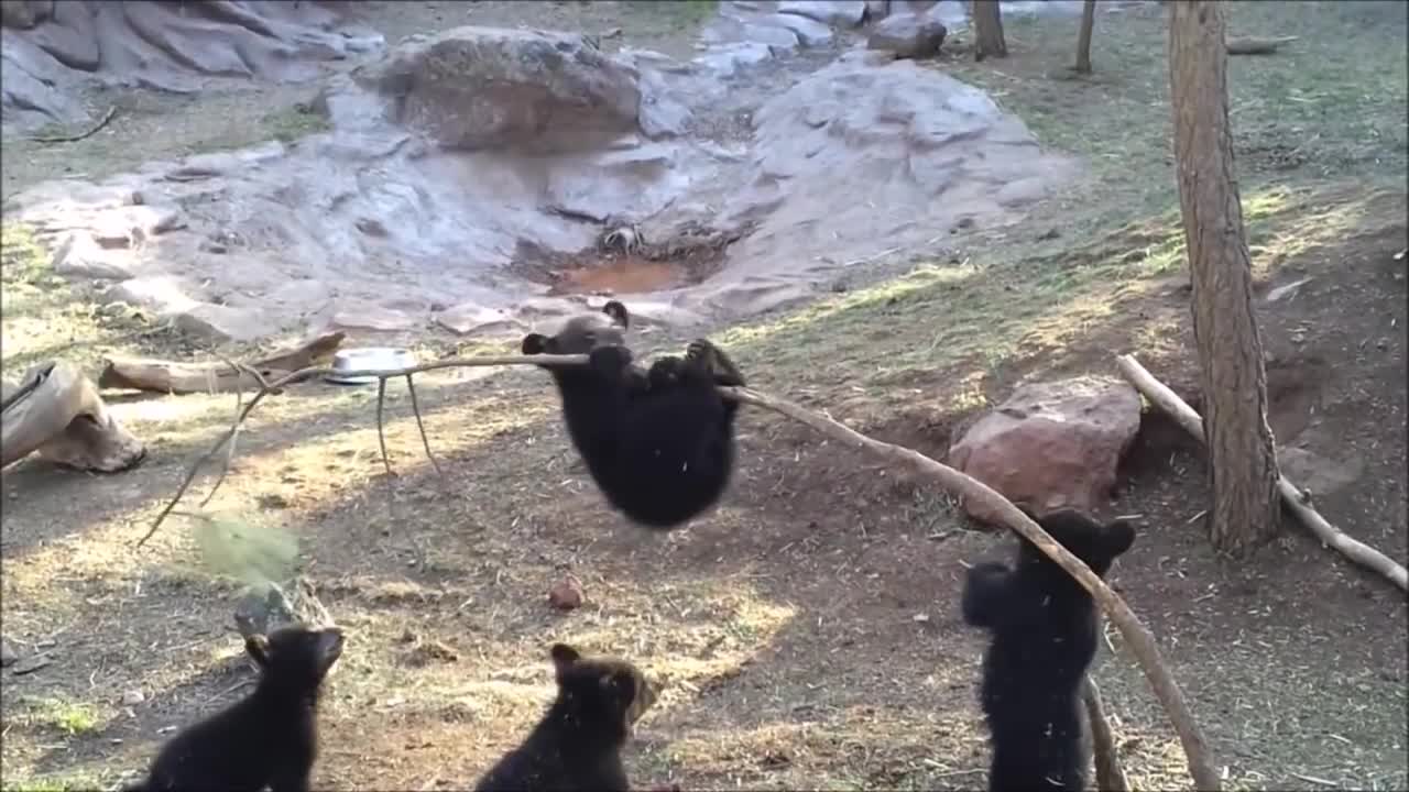 Baby Bear Cubs funny videos