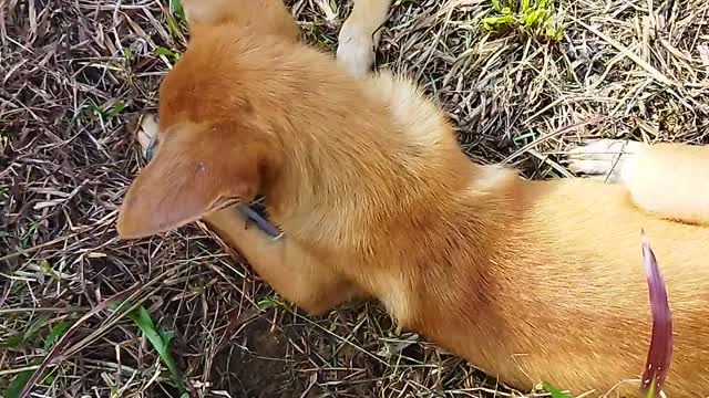 My puppies Rubby and Eddie playing together 💞