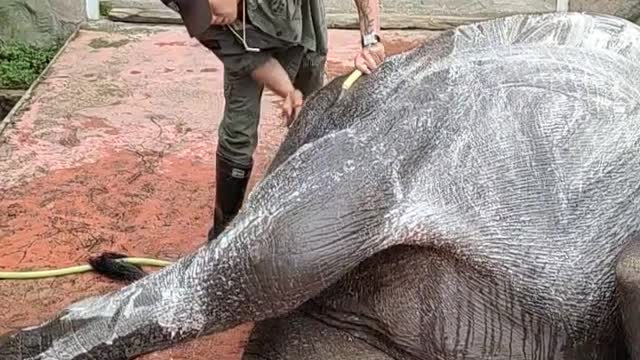 Elephant enjoying a comfortable bath 3