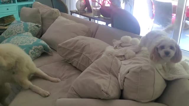 Dogs Playing and Barking