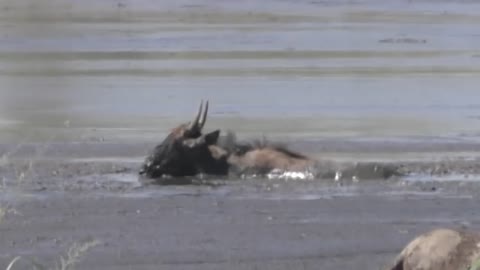 Wildebeest Struggle, Fall, Serengeti National Park, Tanzania