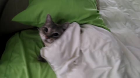 Cat Tucks Herself In to Bed