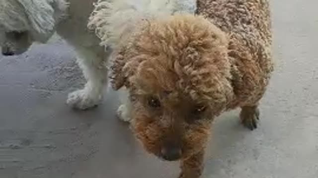 two puppies