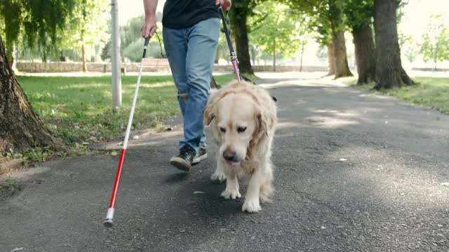 A Person Walking with His Dog in the Park
