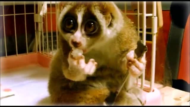 Lemurs are the cutest animals in the world!