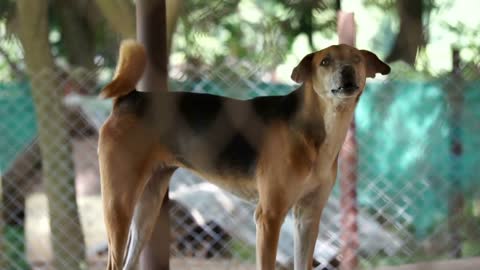 Dogs in shelter behind cage net. Looking and waiting for people to come adopt