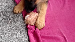 GSD Jake 11 weeks