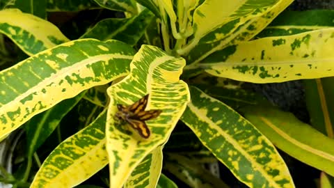 INSECTS: Butterfly with unusual Wings