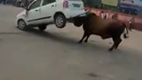 Dangerous Bull Attack Car