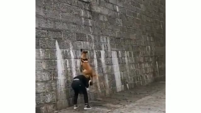 INCREDIBLE DOG CAN FLY