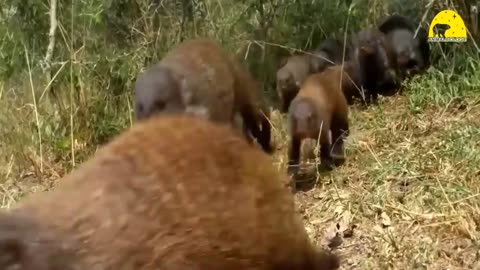 Cobra vs. Mongoose- Epic Showdown & Unexpected Twist! #animals