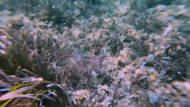 Olindias Phosphorica Floats Gracefully Along the Sea Floor