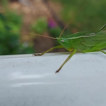Leaf Bug
