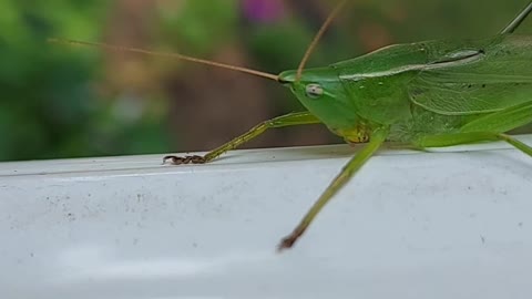 Leaf Bug