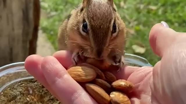 Charlie the ChipMunk