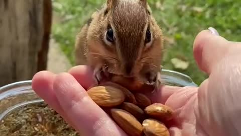 Charlie the ChipMunk