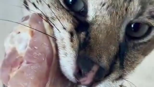 Savannah cat eats