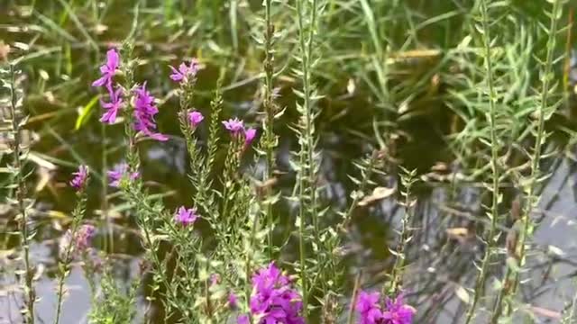 The plants in the water grow very well