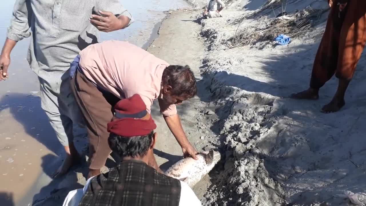 Shukat khan catch big 16kg Rao fish at chenab river