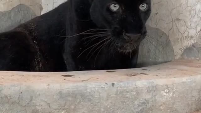 best videos on the internet