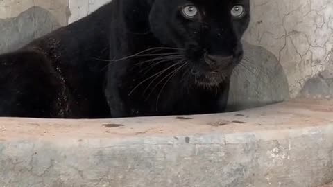 best videos on the internet