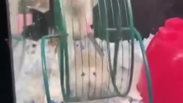 hamster in circle
