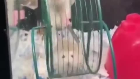 hamster in circle