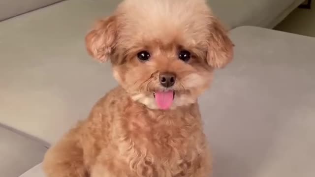 Can yours do that?😡😛🤪#dogs #fouyou #cute #funnyvideo #fy #dogsoftiktok #shorts